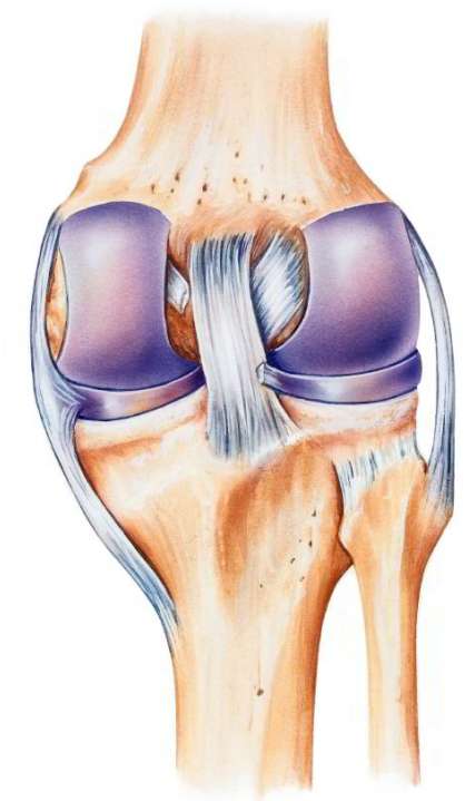 Anatomy of the knee with cruciate ligaments, medial and lateral collateral ligament