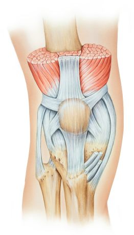 Anatomy of the kneecap