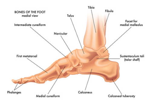 View of the bones of the longitudinal arch of the foot