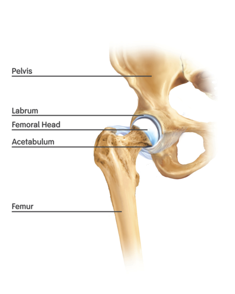 Basic anatomy of the hip joint ©Wikipedia.org Chronic hip pain can be treated by arthroscopy of the hip