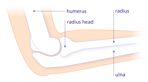 The complex elbow joint is made up of three bones: The humerus is connected to the ulna and radial head of the forearm. The three bones are surrounded by a common joint capsule. © Gelenk-Klinik anatomy of the elbow