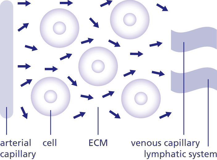 Extracellular matrix System (ECM) system