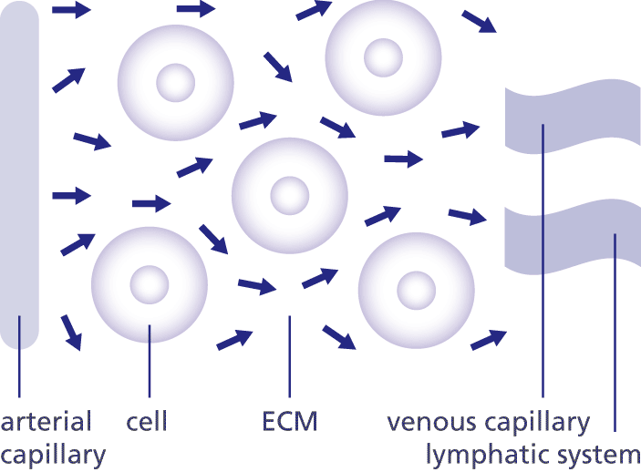 Every cell within the ECM has its own livecycle.