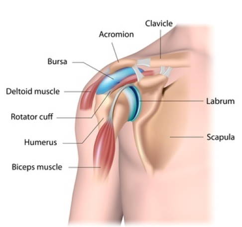 Shoulder anatomy