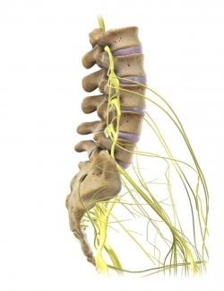 Lumbar Spine with nerve roots and spinal cord. Instability of vertebrae can pinch nerve roots or spinal cord, causing back pain, numbness and paralysis.